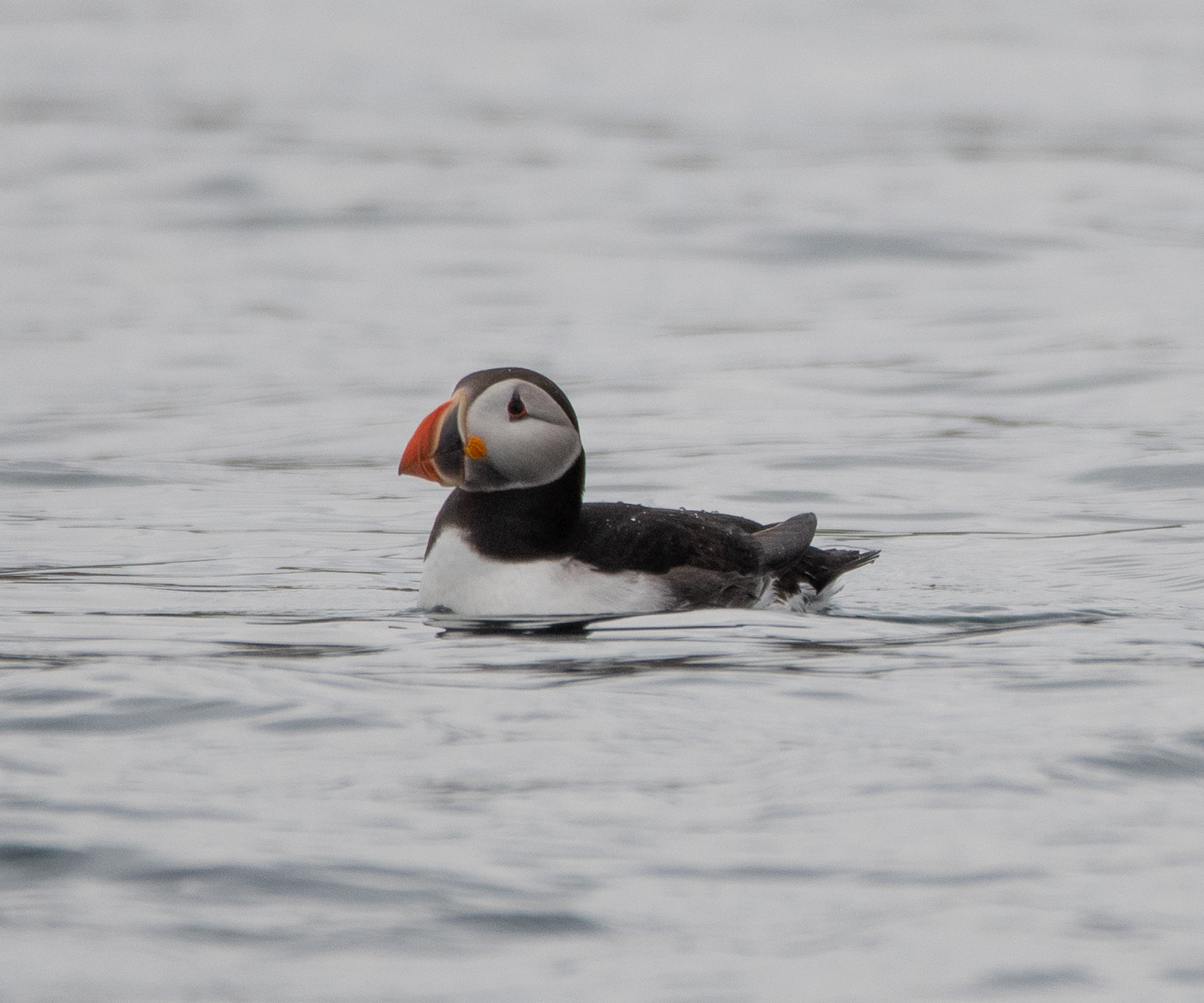 Atlantic Puffin (credit: Josh Copping)
