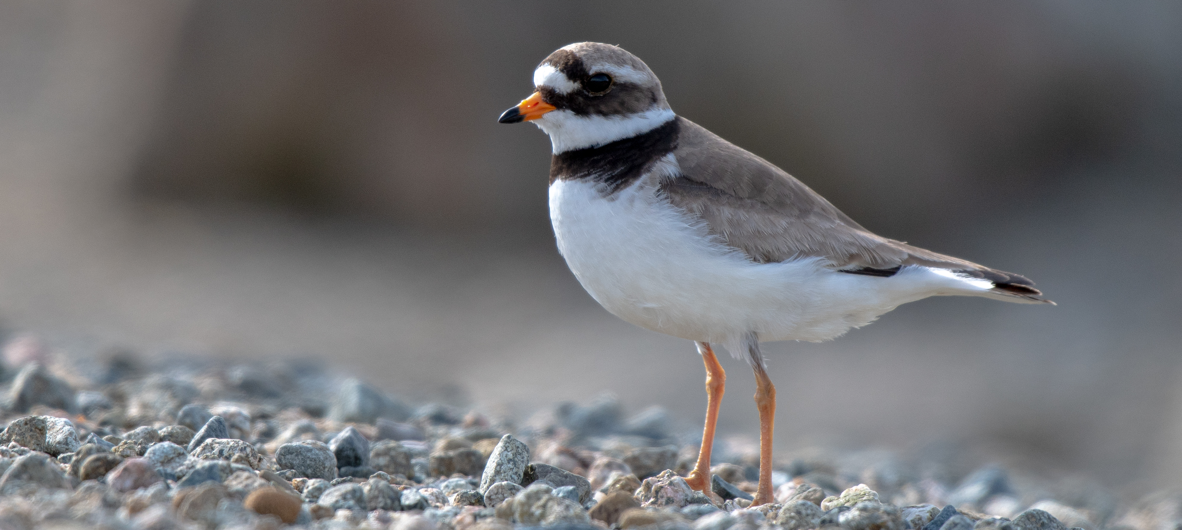 Ringed Plover (credit: Joshua Copping)