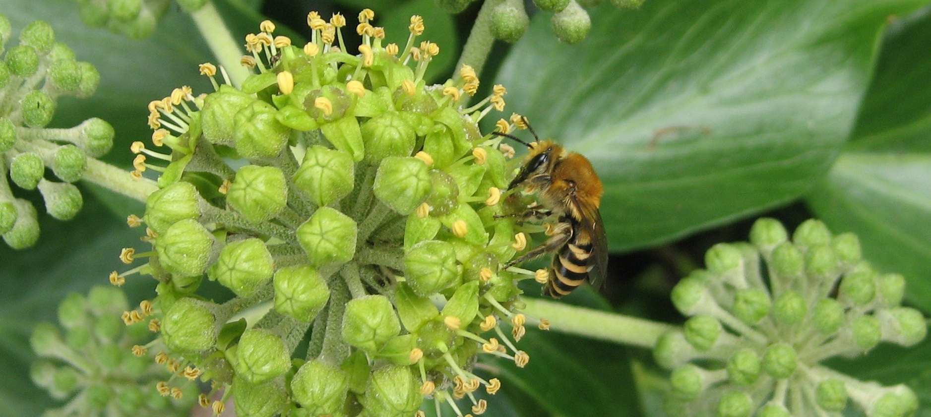 Ivy Bee (credit: AWT)