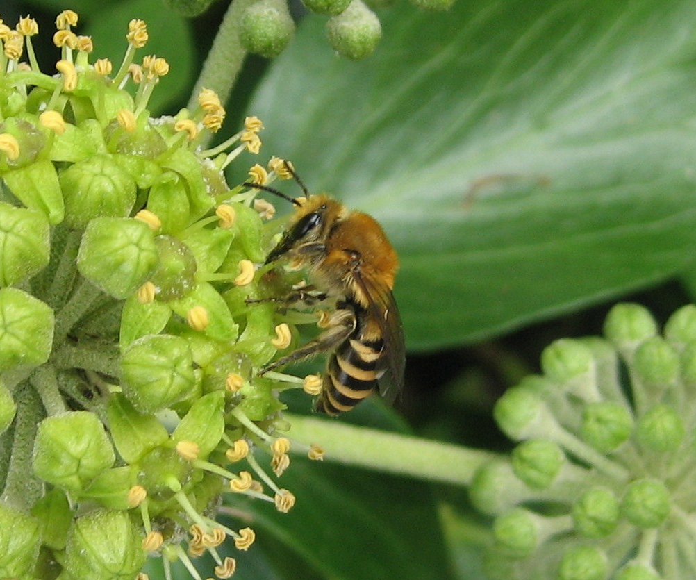 Ivy Bee (credit: AWT)