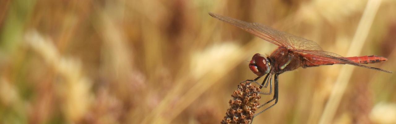 Red-veined Darter (credit: Tara Cox)