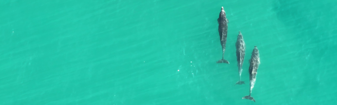 Bottlenose Dolphins (credit: Niamh McDevitt)