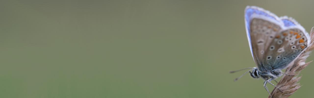 Common Blue butterfly