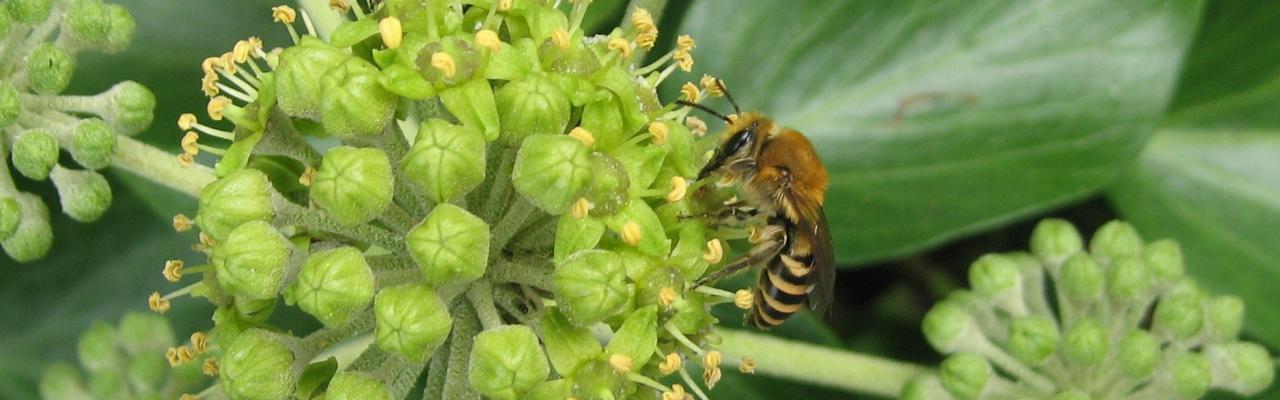 Ivy Bee Banner (credit: AWT)